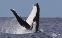 Le respect des baleines à bosser 