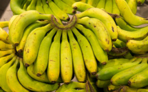Une nouvelle variété de banane, bio, fait son apparition aux Antilles