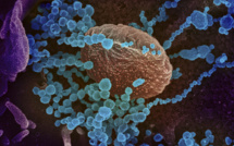 Coronavirus: après la vague de l'épidémie, que se passera-t-il?