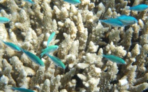 Le blanchissement des coraux a de nouveau fait des ravages sur la Grande Barrière