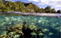 Ecosystèmes marins : l’UMR-EIO officialise sa création