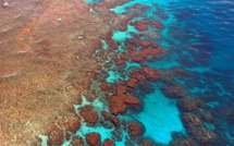 Australie: la Grande Barrière vient de vivre son pire épisode de blanchissement de coraux