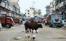 Dans l'Inde confinée, les animaux s'approprient les rues