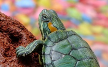 Une sexagénaire promène sa tortue à Rome: 400 euros d'amende