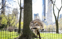 Central Park, plus que jamais havre de paix face à la pandémie