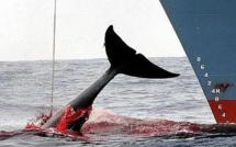 Chasse à la baleine : l’annonce sud-coréenne suscite la vigilance à Canberra et à Wellington