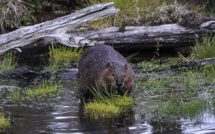 Au Chili, la traque du castor, la plaie qui met en péril les forêts de Patagonie