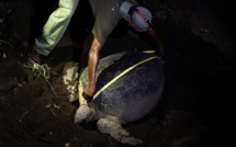 A Mayotte, recrudescence de braconnage de tortues à cause du confinement