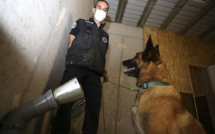 A Ajaccio, des chiens entraînés à détecter une éventuelle odeur du Covid-19