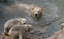 Trois oursons blancs font leurs premiers pas dehors sur la Côte d'Azur