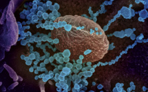Coronavirus: des mutations incessantes mais pas forcément plus dangereuses