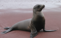 Une otarie découverte sur une plage polynésienne