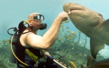 Shark feeding : rappel à la réglementation