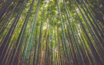 Les forêts tropicales pourraient relâcher du carbone avec le réchauffement climatique