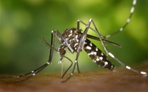 Aucun cas confirmé de dengue depuis presque un an