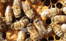 Apiculture : en Polynésie, la limite c’est le ciel