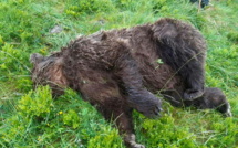 L'abattage d'un ours ravive les tensions entre pro et anti-ours