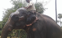 Inde: il lègue des terres à ses deux éléphants domestiqués