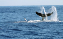 Trois baleines s'invitent dans le port de Papeete