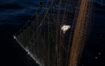 Des balises satellites pour lutter contre la pollution des filets fantômes en mer