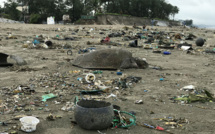 Bangladesh: course pour sauver des tortues prises dans une marée géante de plastiques