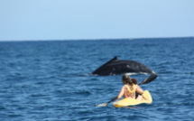 Les règles de bonne conduite pour observer les mammifères marins