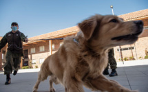 Chili: des chiens dressés pour détecter les malades du Covid-19
