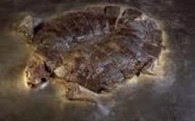 Le fossile de la plus ancienne tortue au monde a survécu à l'épreuve du temps