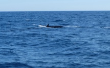 WWF dénonce "l'agonie" d'une baleine blessée par l'Homme