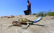 Le crabe bleu, bête noire des pêcheurs albanais