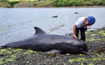 Une vingtaine de dauphins échoués sur les côtes de l'île Maurice