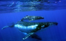 Baleines : la saison 2012 s’achève