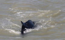 Australie: des baleines à bosses s'égarent dans une rivière infestée de crocodiles