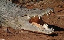 Plus d'espoir pour un Australien de neuf ans happé par un crocodile