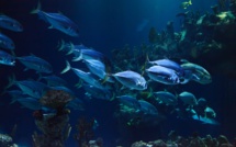 La pollution sonore fragilise la santé des poissons (étude)