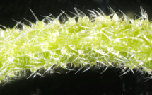 En Australie, des plantes contiennent du venin ressemblant à celui des scorpions
