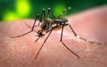 La Nouvelle-Calédonie déclare une épidémie de dengue de type 1