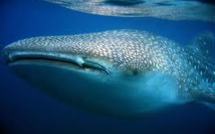 Mesures de protection pour les requins-baleines dans le Pacifique