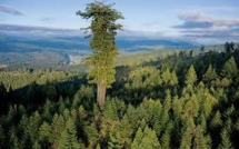 Les plus vieux et plus grands arbres de la planète se meurent