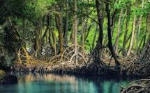 Les mangroves à l’honneur cette semaine en Nouvelle-Calédonie