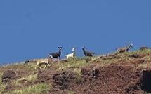 Accident de chasse à Ua Huka: un des chasseurs placé sous contrôle judiciaire pour homicide involontaire