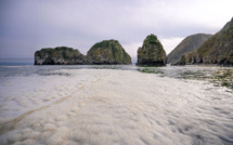Kamtchatka: les animaux marins ont été tués par des micro-algues