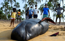 Quelque 120 "dauphins-pilotes" sauvés au Sri Lanka où ils avaient échoué