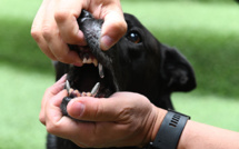 Elisa Pilarski tuée par le chien de son compagnon, selon les tests ADN