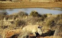 Un bébé rhinocéros survit à une attaque à la hache par des braconniers en Afrique du Sud