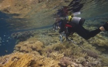 La Global Reef expedition fait escale aux Gambier