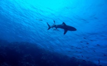 La Colombie interdira tout type de pêche au requin