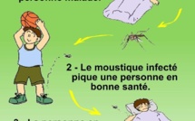 Dengue : le vrai et le faux sur le virus et la maladie