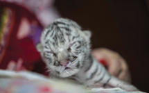 Nicaragua : naissance dans un zoo d'une petite tigresse blanche