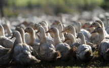 Grippe aviaire: "des centaines de milliers" de canards prochainement abattus